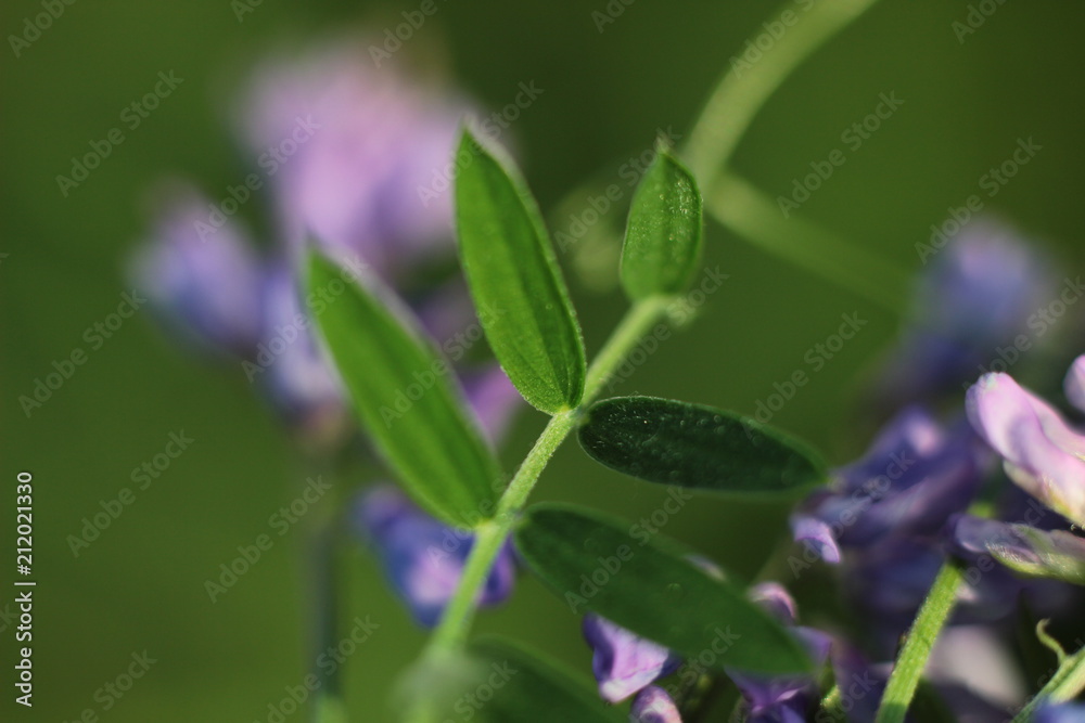 wildflowers close - up on blurred natural background wildflowers close - up on blurred natural background