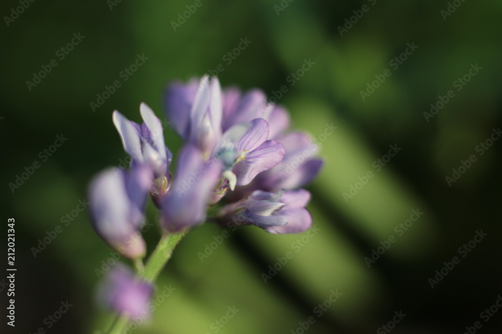 wildflowers close - up on blurred natural background wildflowers close - up on blurred natural background