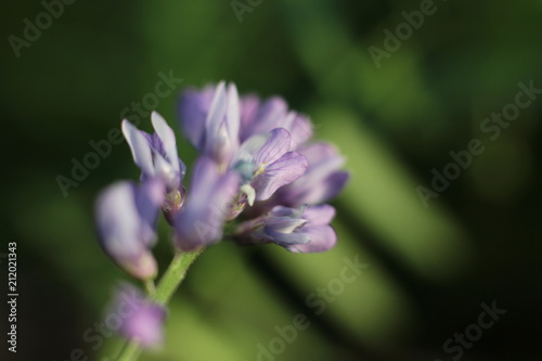 wildflowers close - up on blurred natural background