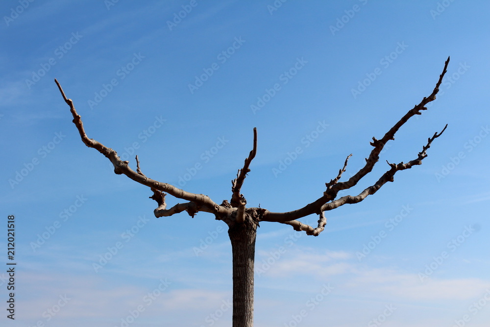 Small tree without leaves and small branches with blue sky background on cold sunny winter day Small tree without leaves and small branches with blue sky background on cold sunny winter day