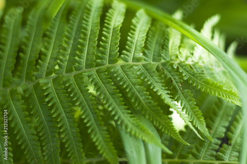 Fern leaf with water drops close-up