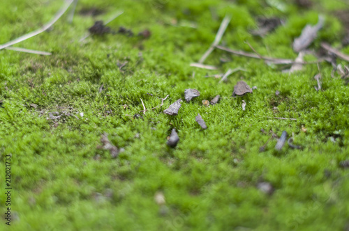 Green moss in the yard