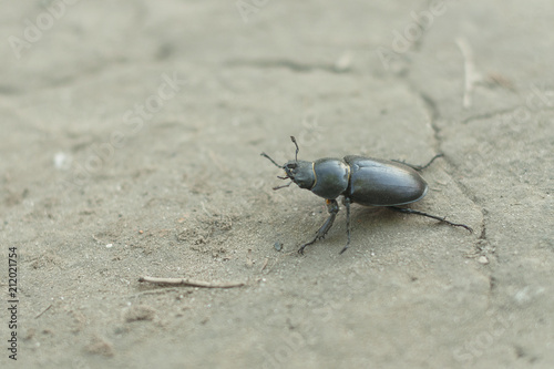 Female stag beetle macro - Lucanus cervus