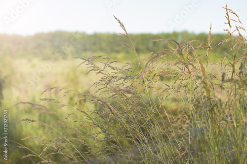 field of grass during sunset