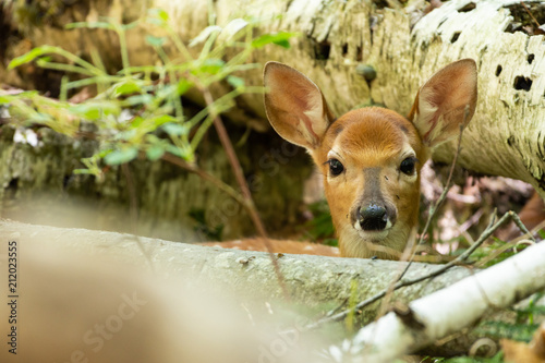 Cute whitetail fawn laying down in woods © Dan Stroik