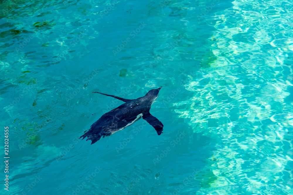 The little gumboldt penguin floats alone in blue water on a sunny bright day. Penguin. The little gumboldt penguin floats alone in blue water on a sunny bright day. Penguin.