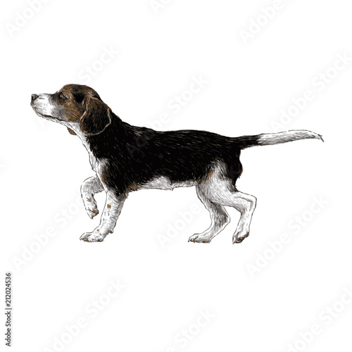 Beagle hand drawn