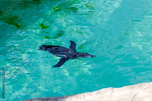 The little gumboldt penguin floats alone in blue water on a sunny bright day. Penguin.
