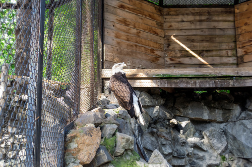 The bald eagle sits on a tree in a strict pose and looks away  photo