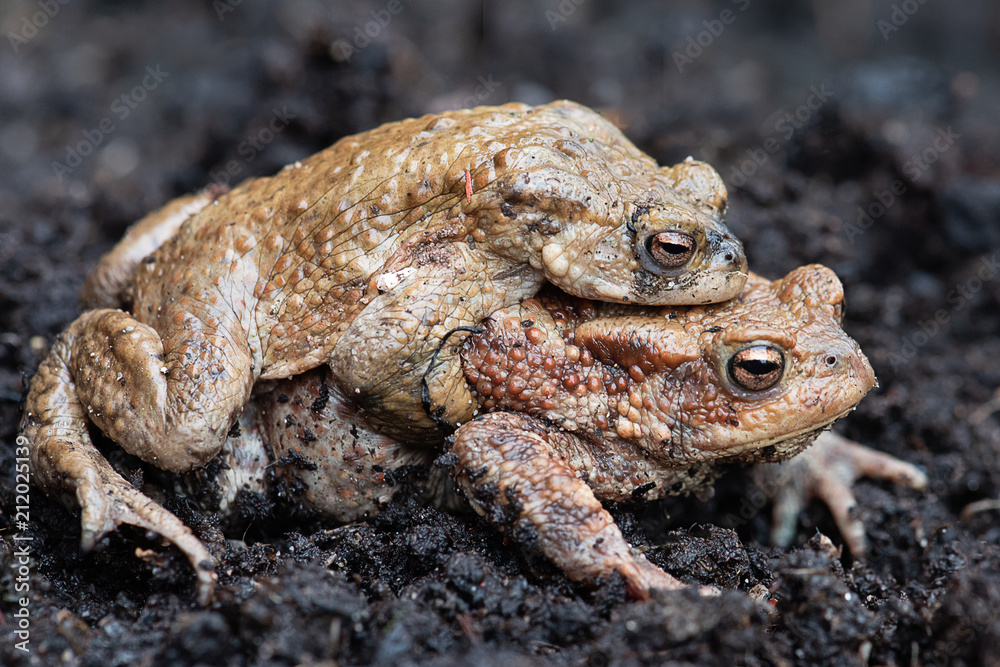 a pair of common toads copulating on soil with one on the back of the other a pair of common toads copulating on soil with one on the back of the other