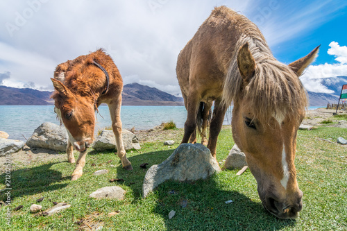 Horse at Pangong Lake  Ladakh