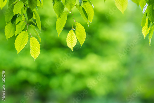 Backlit green leaves overlay background