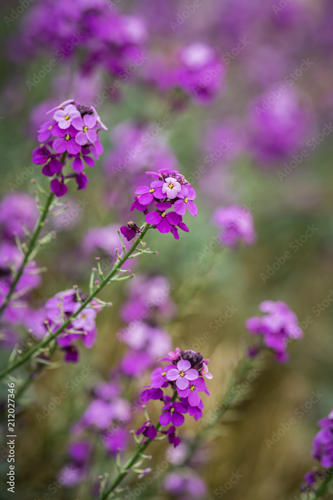 The pink Phlox flowers