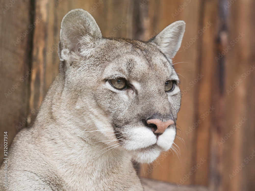 Obraz premium Puma is resting in the afternoon.