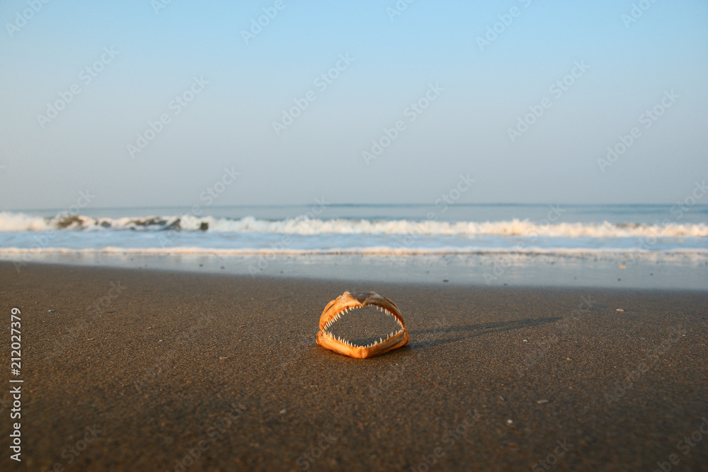 Obraz premium dead fish on the beach