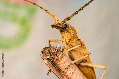 Extreme zoom close up of male brown Deep mountain oak wood borer longhorn beetle (Coleoptera: Cerambycidae: Cerambycinae: Cerambycini: Massicus scapulatus) isolated with soft colourful background photo