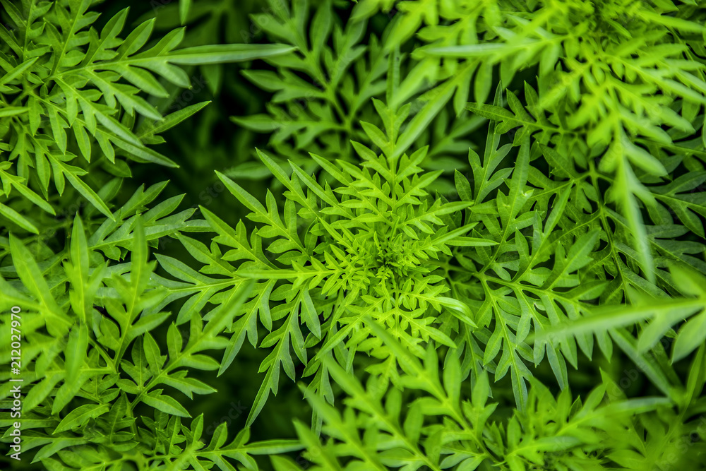 Green leaf background Green leaf background