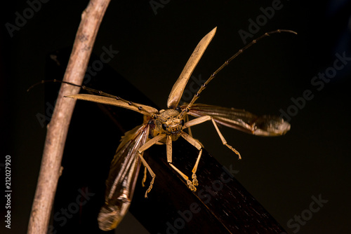 Male brown Deep mountain oak wood borer longhorn beetle (Cerambycidae: Massicus scapulatus) hardened forewings raised, hindwings unfolding, ready to fly with dark background creating X Shape and mark