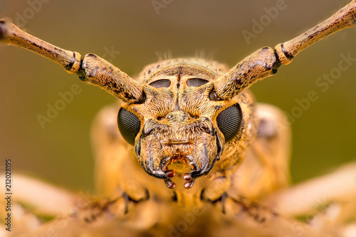 Extreme zoom close up of male brown Deep mountain oak wood borer longhorn beetle (Coleoptera: Cerambycidae: Cerambycinae: Cerambycini: Massicus scapulatus) isolated with soft colourful background © naaimzerox2