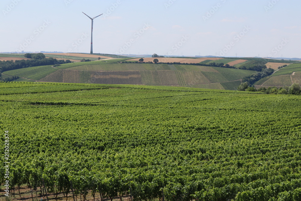 Weinstöcke der Sorten Müller-Thurgau und Silvaner in Franken im Sommer
