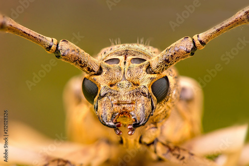 Extreme zoom close up of male brown Deep mountain oak wood borer longhorn beetle (Coleoptera: Cerambycidae: Cerambycinae: Cerambycini: Massicus scapulatus) isolated with soft colourful background photo
