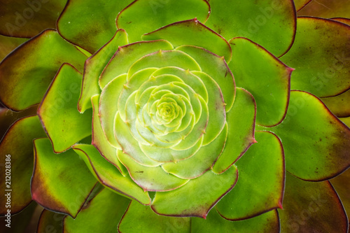 Closeup of an Aeonium succulent plant photo