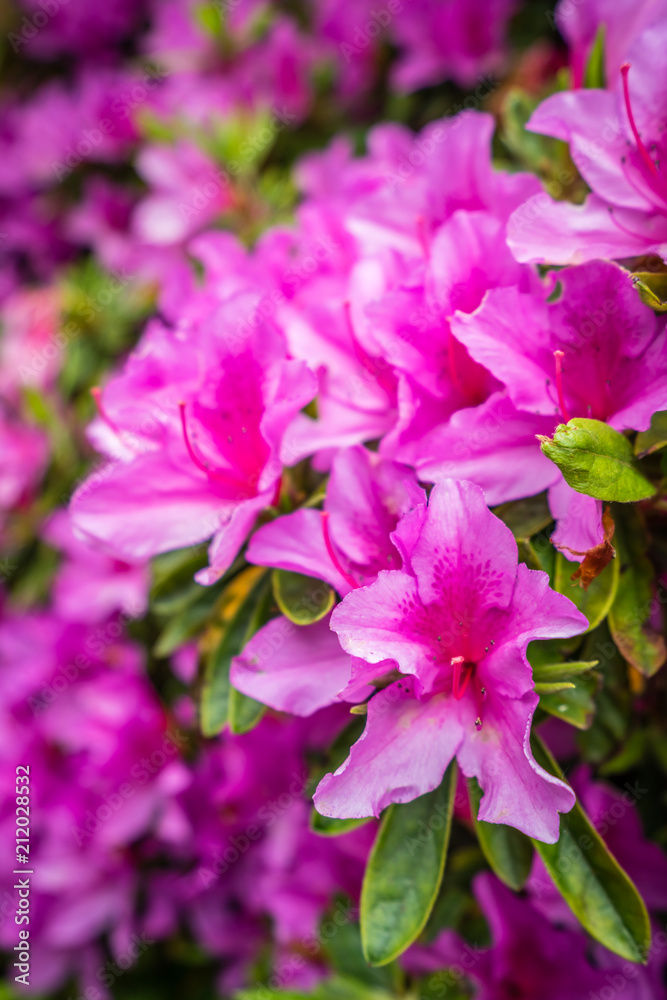 Beautiful blooming pink rhododendron flowers