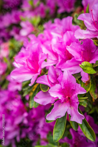 Beautiful blooming pink rhododendron flowers