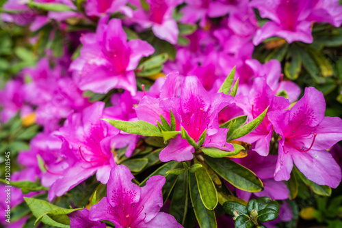 Beautiful blooming pink rhododendron flowers