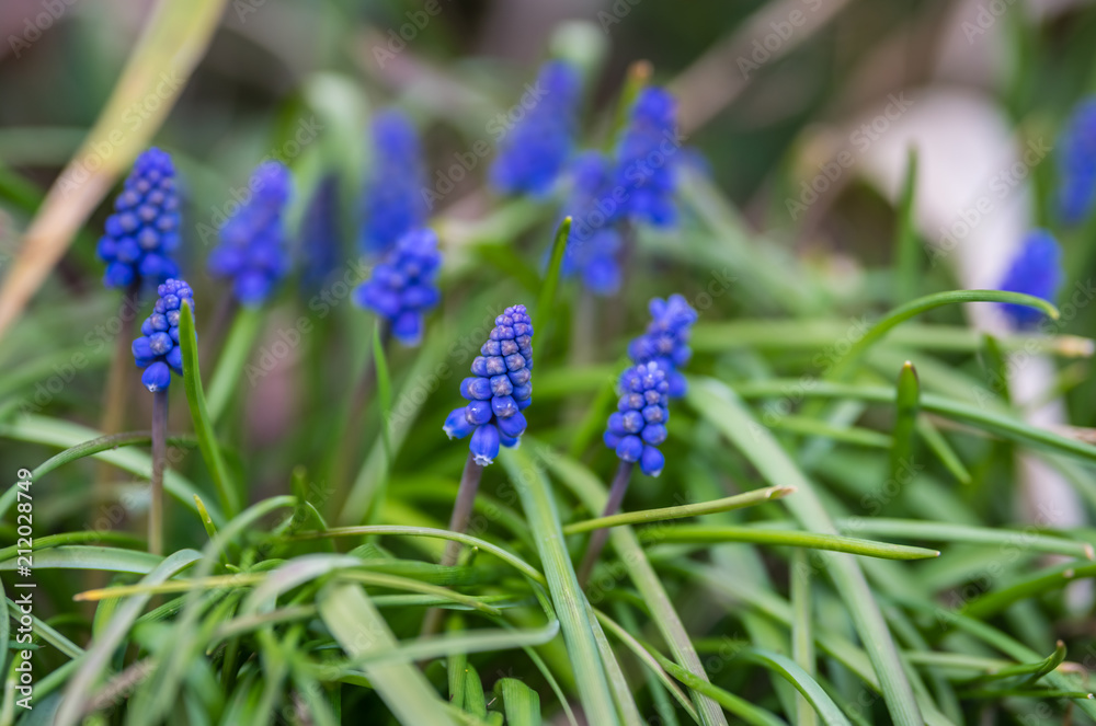 Small tiny fragile Hyacinth Flowers Small tiny fragile Hyacinth Flowers