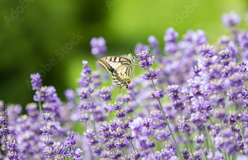 tender butterfly on the violet lavender bush