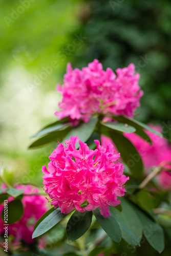 Beautiful blooming pink rhododendron flowers