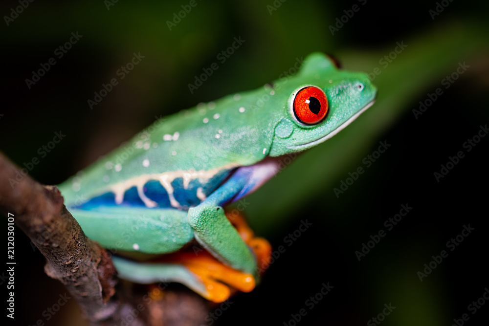 Red-eyed tree frog sitting on a branch Red-eyed tree frog sitting on a branch