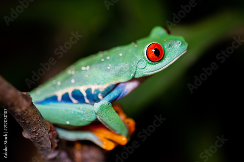 Red-eyed tree frog sitting on a branch