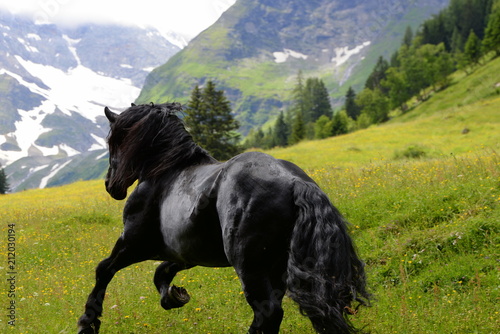 Fotografija Herr der Berge, schwarzer mächtiger Kaltbluthengst galoppiert über Almwiese, Ber