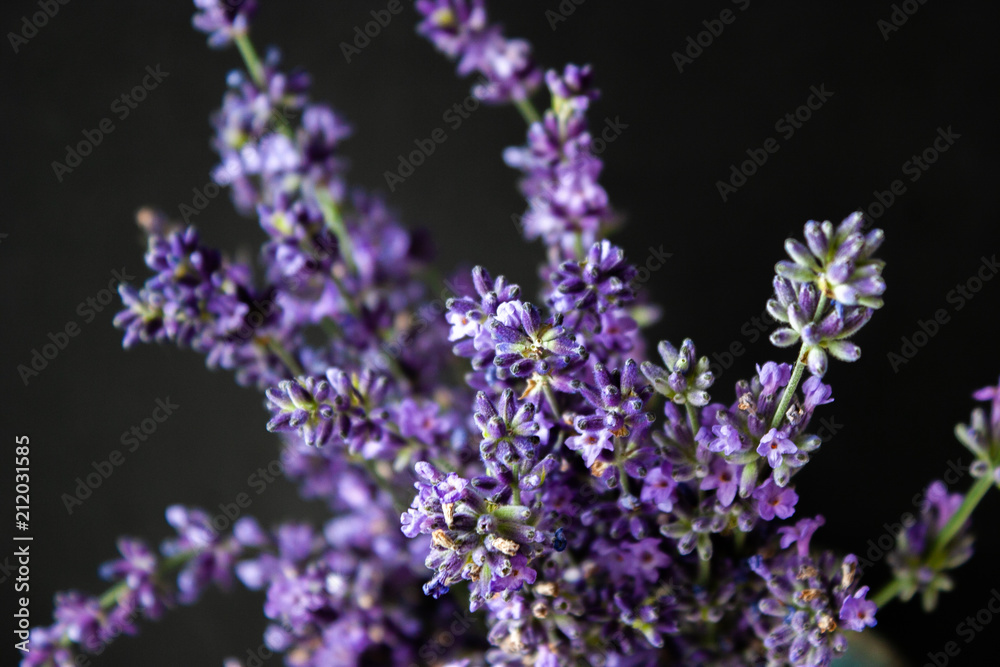 Obraz premium Flowers of lavender on a black background. Lavandula.