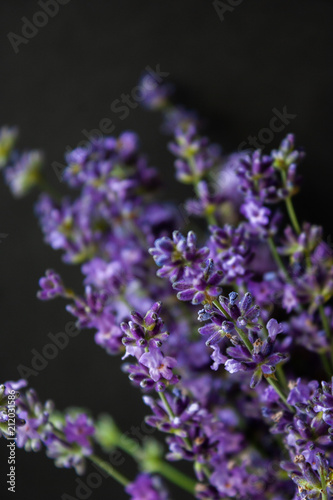 Flowers of lavender on a black background. Lavandula.