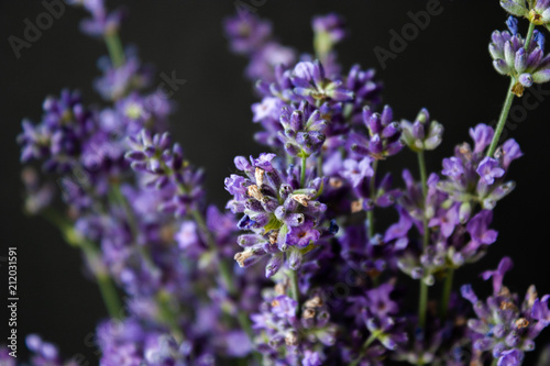 Flowers of lavender on a black background. Lavandula.