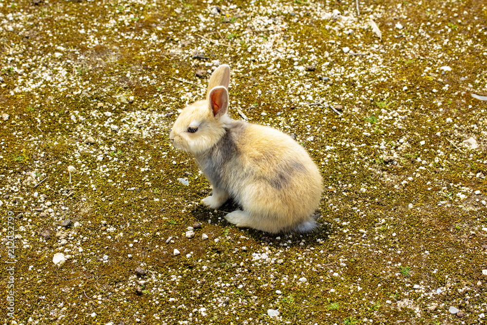 横向きに座るかわいい子うさぎ Stock 写真 Adobe Stock