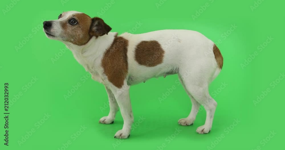 Portrait nice dog is afraid and trembling. Jack Russell Terrier standing on green background Portrait nice dog is afraid and trembling. Jack Russell Terrier standing on green background