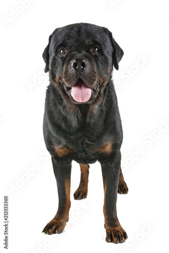 rottweiler in studio