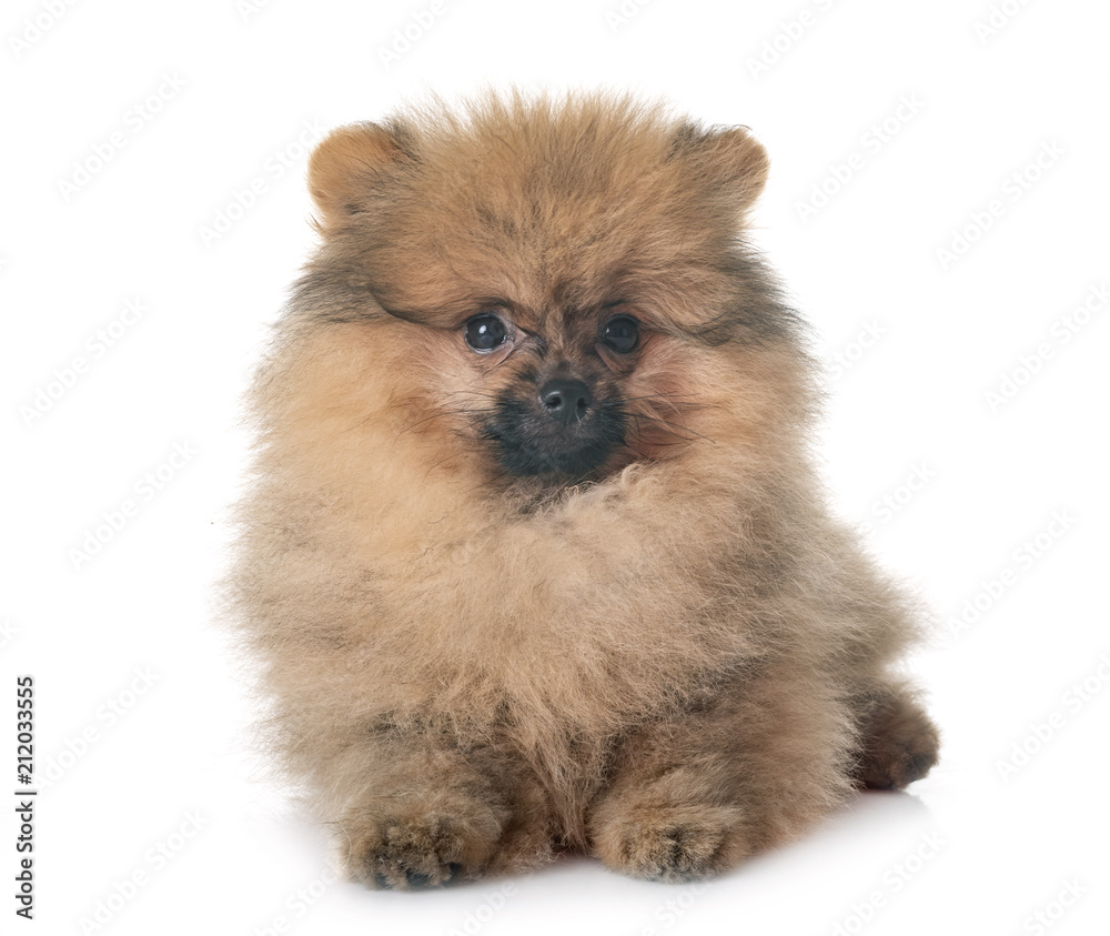 Obraz premium puppy pomeranian in studio