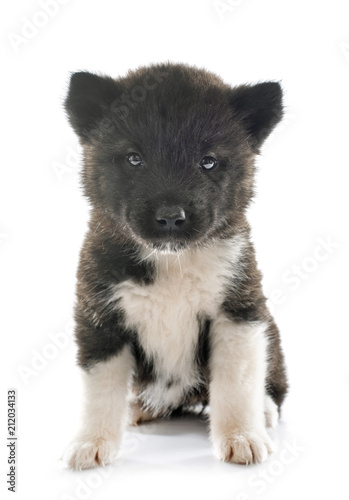 puppy american akita