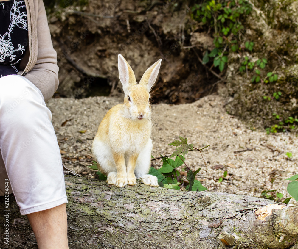人の隣に座るかわいいうさぎ Stock 写真 Adobe Stock