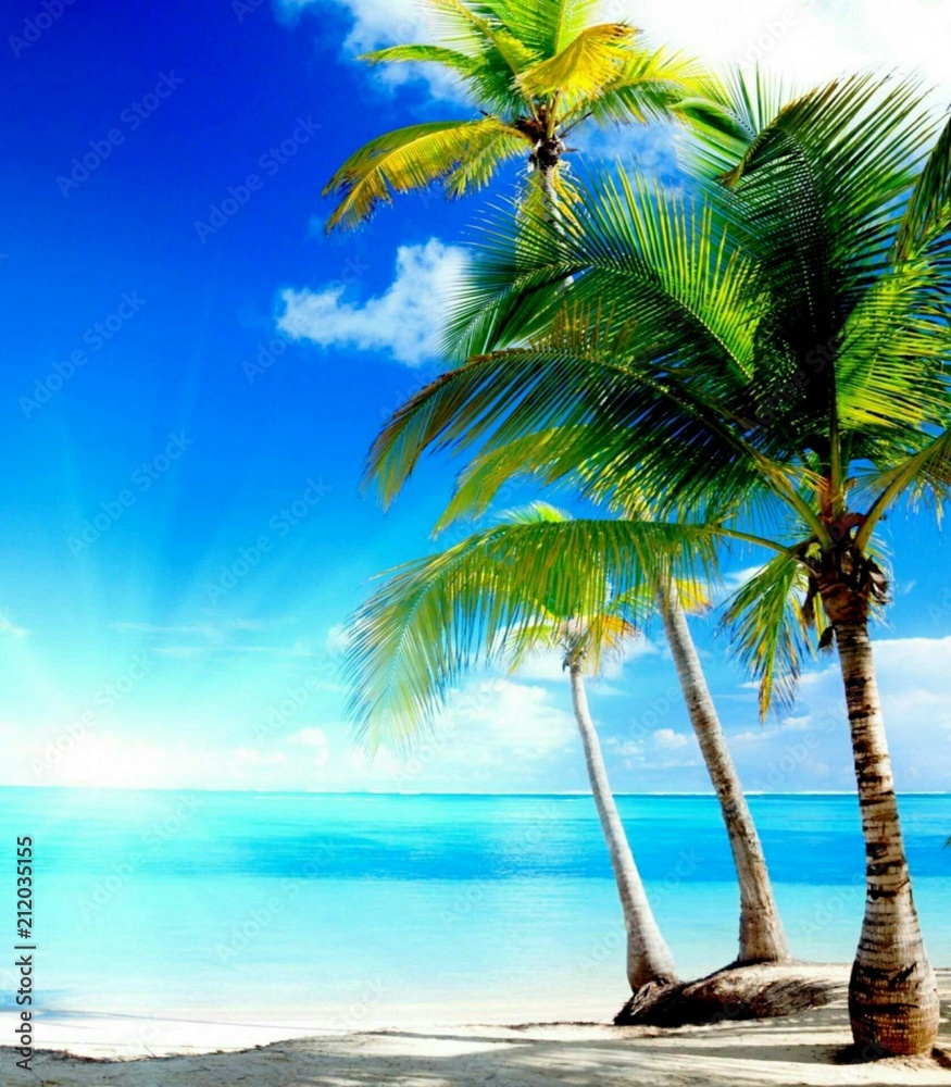 Fototapeta Scenery coconut tree on the beach