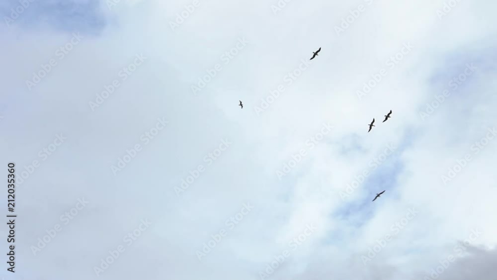 Slow Motion of group common seagulls flying on the mediterranean see. Gull fly over the ocean. Flock of seagulls on the seashore. Birds over boundless expanse air. Free flight.-Dan Slow Motion of group common seagulls flying on the mediterranean see. Gull fly over the ocean. Flock of seagulls on the seashore. Birds over boundless expanse air. Free flight.-Dan