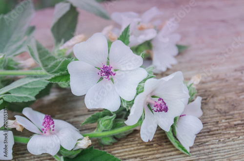 Marsh mallow or common marshmallow