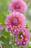 Pink dahlia flower
