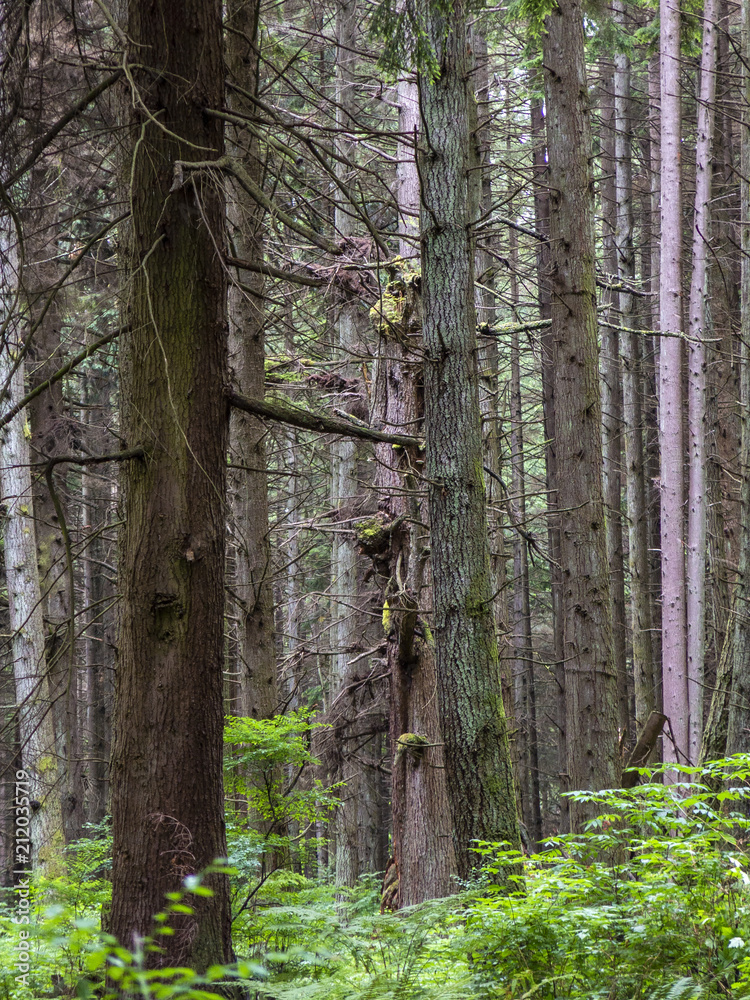 western hemlock and douglas fir conifers forest in british columbia canada western hemlock and douglas fir conifers forest in british columbia canada