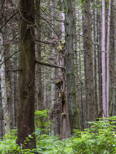 Fototapeta Naklejka Na Ścianę i Meble -  western hemlock and douglas fir conifers forest in british columbia canada